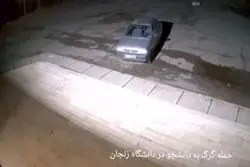 حمله گرگ به دانشجوی زنجانی + ویدیو