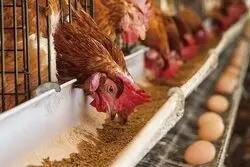 قیمت جدید مرغ و تخم مرغ در انتظار تصویب سیاستگذار /قیمت مرغ و تخم صعودی می‌شود؟