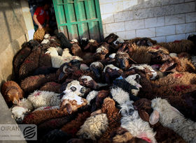 افزایش تعداد گوسفندان دامداری‌ها در پاییز امسال