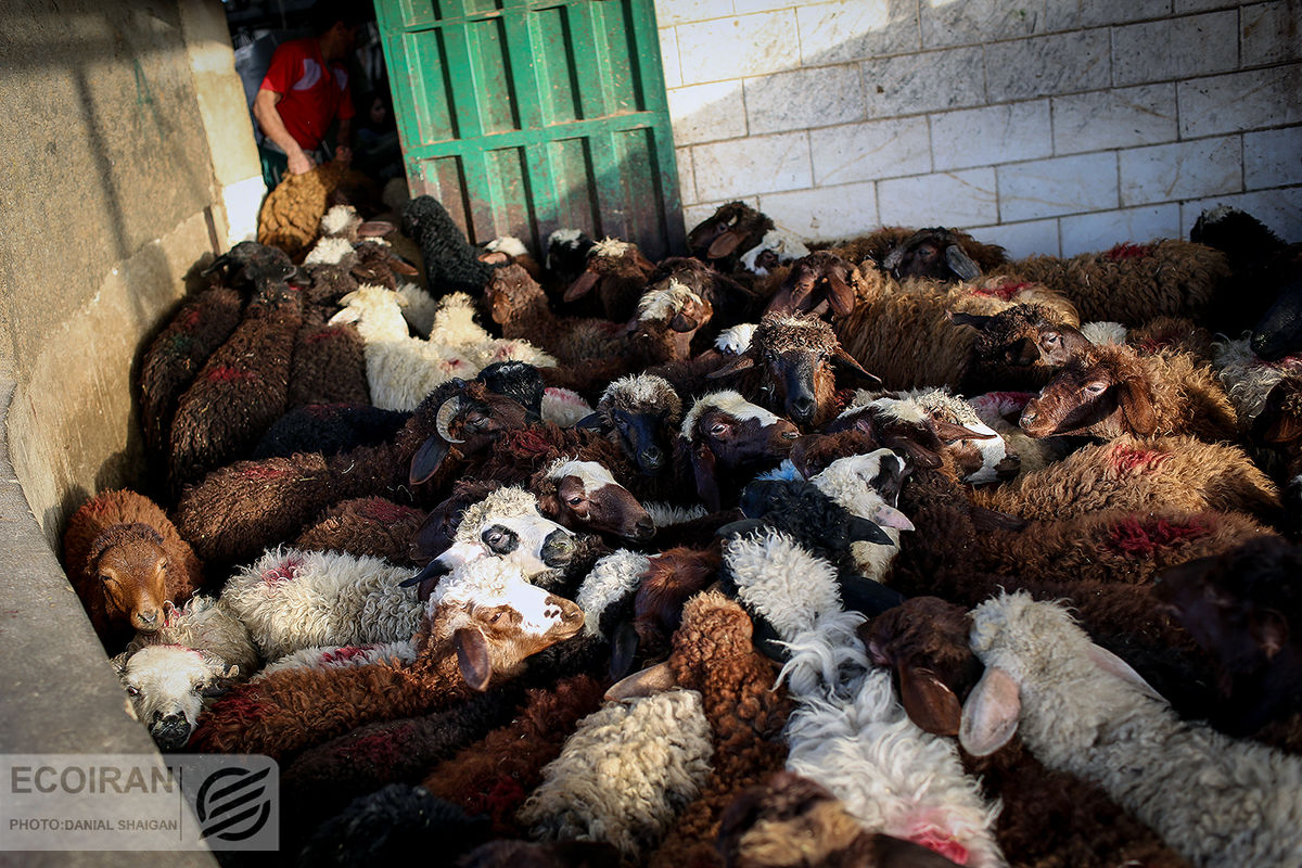 افزایش تعداد گوسفندان دامداری‌ها در پاییز امسال