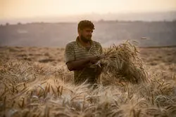 نابودی 80 درصدی مزارع گندم؛ دولت ناچار به واردات است