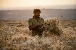نابودی 80 درصدی مزارع گندم؛ دولت ناچار به واردات است