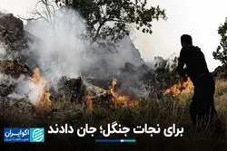 برای نجات جنگل؛ جان دادند