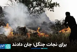 برای نجات جنگل؛ جان دادند