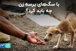 در سال‌های اخیر چند نفر دچار سگ گزیدگی شدند؟