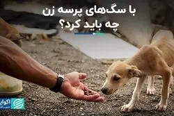 در سال‌های اخیر چند نفر دچار سگ گزیدگی شدند؟