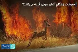 سوگواری حیوانات در فاجعه صحت دارد؟