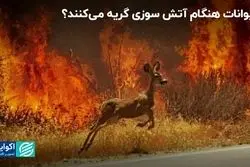 سوگواری حیوانات در فاجعه صحت دارد؟