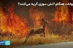 سوگواری حیوانات در فاجعه صحت دارد؟
