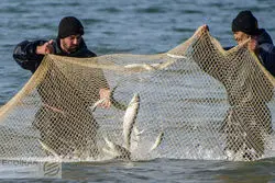 خط قرمز اتاق اصناف؛‌ سرو غذا با منشأ کوسه‌ماهی و سفره‌ماهی ممنوع شد