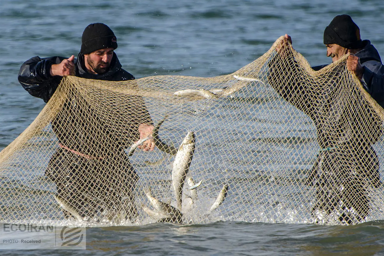 خط قرمز اتاق اصناف؛‌ سرو غذا با منشأ کوسه‌ماهی و سفره‌ماهی ممنوع شد