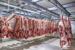 خبر مهم از قیمت گوشت/ قیمت‌ها کاهشی می‌شوند؟