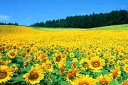 سهم ایران در تولید و مصرف روغن آفتابگردان