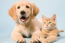 خبری از واردات حیوانات خانگی نیست