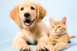 خبری از واردات حیوانات خانگی نیست