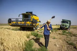 رئیس مرکز پژوهش‌های مجلس: پرداخت تنها 6 درصد مطالبات گندمکاران