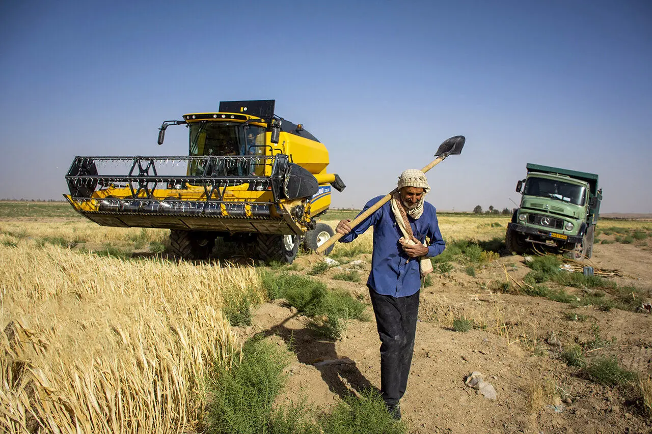 دو‌ سیگنال متناقض گندم به دلار