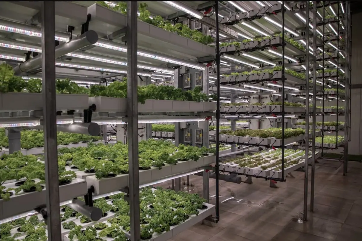 بازگشت دوباره قهرمان پنهان امنیت غذایی جهان