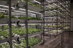 بازگشت دوباره قهرمان پنهان امنیت غذایی جهان