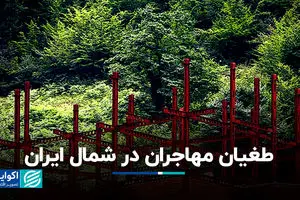 طغیان مهاجران در شمال ایران