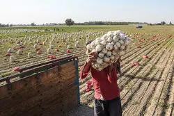 محدودیت برای صادرات پیاز؛ عوارض ۱۰۰ درصدی شد