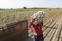 محدودیت برای صادرات پیاز؛ عوارض ۱۰۰ درصدی شد