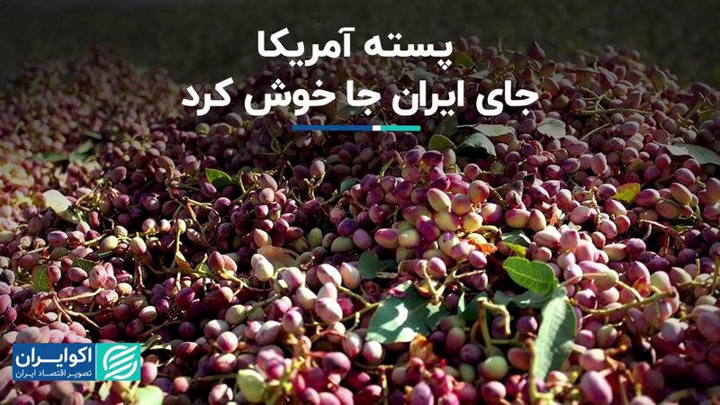 پسته آمریکایی رقیب اصلی پسته ایرانی در بازارهای جهانی