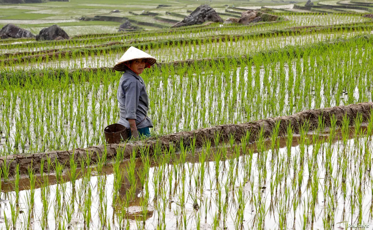 کشت بهترین برنج دنیا در ویتنام؛ تایلند از کورس رقابت جا ماند