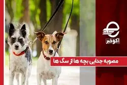 مصوبه جدایی بچه‌ ها از سگ‌ ها