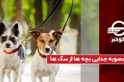 مصوبه جدایی بچه‌ ها از سگ‌ ها