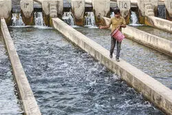 رویای جهش صادرات محصولات آبزی 