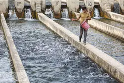 رویای جهش صادرات محصولات آبزی 