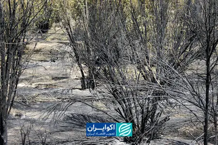 آخرین نفس‌های پارک‌های جنگلی کردستان