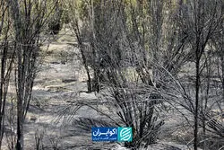 آخرین نفس‌های پارک‌های جنگلی کردستان