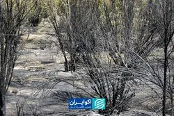 آخرین نفس‌های پارک‌های جنگلی کردستان