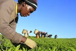 دلایل گرایش روسیه به توسعه مناسبات با آفریقا