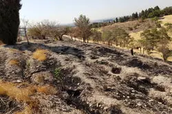 پارک های جنگلی پایتخت خشک می شوند؟

