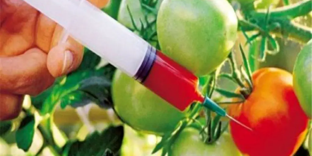 ممنوعیت کشت محصولات تراریخته تمدید شد/ واردات آزاد است