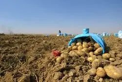 نماینده مجلس: کشاورزان نیازمند بسته‌های حمایتی  