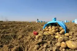 نماینده مجلس: کشاورزان نیازمند بسته‌های حمایتی  