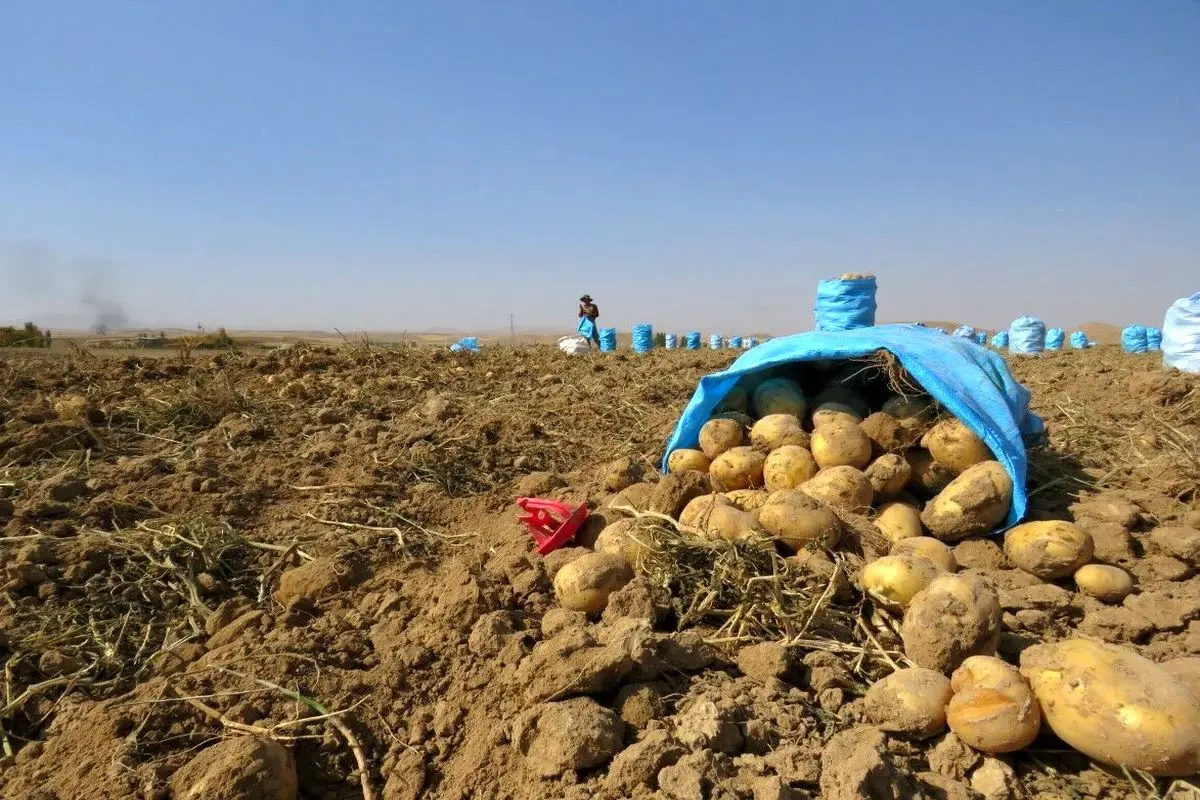 نماینده مجلس: کشاورزان نیازمند بسته‌های حمایتی  