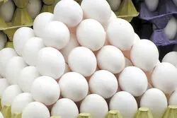 تاثیر آزادسازی نرخ ارز در صنعت مرغ و تخم مرغ