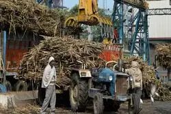 بسته شدن دروازه‌های صادراتی هند؛ تمدید محدودیت صادرات شکر