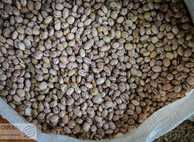 آغاز روند کاهشی قیمت حبوبات؛ علت گران‌شدن کالاهای اساسی از زبان رئیس اتحادیه بنکداران