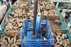 در خواست بخش خصوصی؛ واگذاری صادرات دام زنده به استان ها