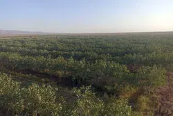 بازاری که ایران به آمریکا واگذار کرد / ضرر میلیارد دلاری، بیخ گوش کشاورزی
