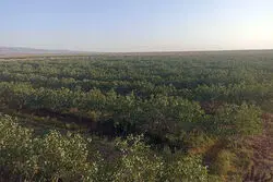 بازاری که ایران به آمریکا واگذار کرد / ضرر میلیارد دلاری، بیخ گوش کشاورزی