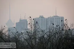 وضعیت این ۲ نقطه تهران بنفش شد