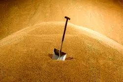 جنگ تجاری؛ چین واردات گندم از آمریکا را صفر کرد