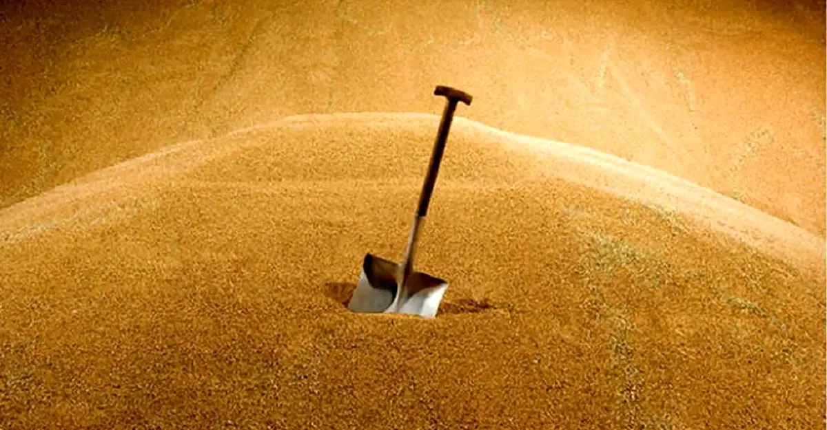 جنگ تجاری؛ چین واردات گندم از آمریکا را صفر کرد